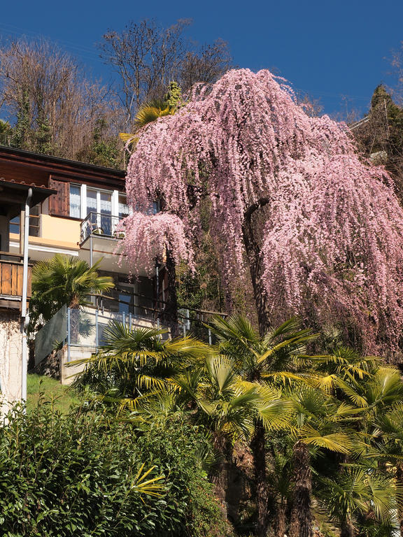 Casa Sibylle Bei Locarno Leilighet Eksteriør bilde